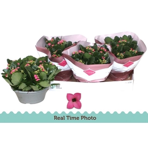 !! PROMO !! KALANCHOE BELLA ROSA PINK P23