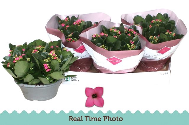 <h4>!! PROMO !! KALANCHOE BELLA ROSA PINK P23</h4>