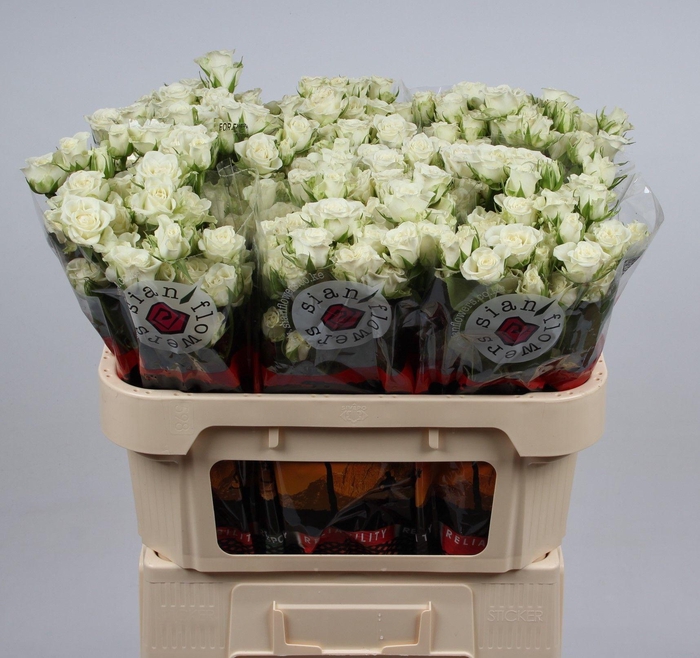 <h4>R TR SNOWFLAKE</h4>