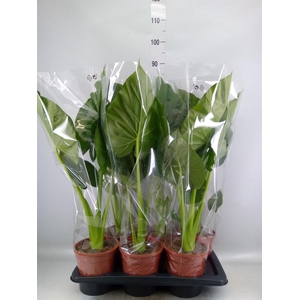 Alocasia macrorrhizos