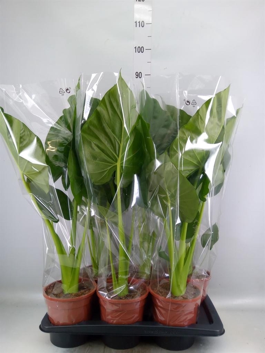 <h4>Alocasia macrorrhizos</h4>