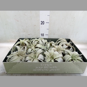 Tillandsia xerographica