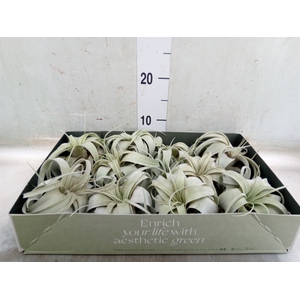 Tillandsia xerographica