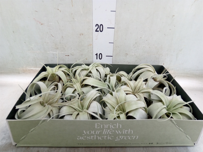<h4>Tillandsia xerographica</h4>