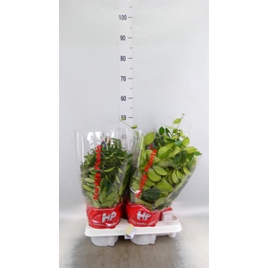 Aeschynanthus   ...