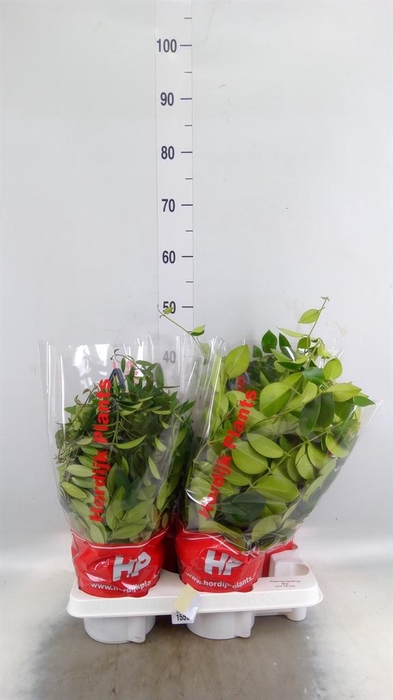 <h4>Aeschynanthus   ...</h4>