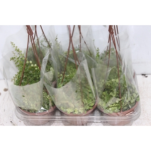 PEPEROMIA PROSTATA C13