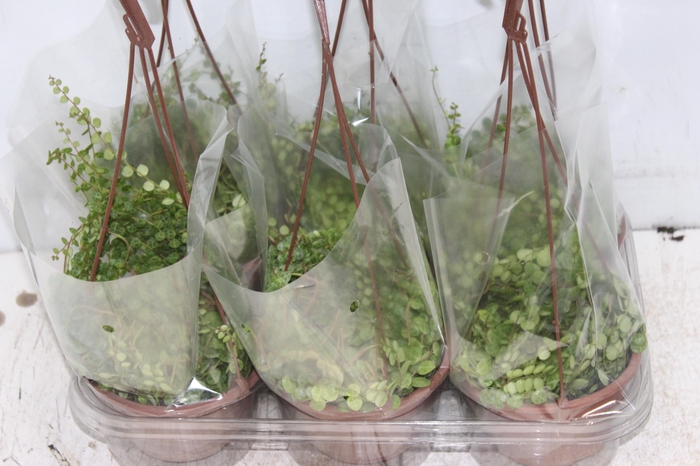 <h4>PEPEROMIA PROSTATA C13</h4>