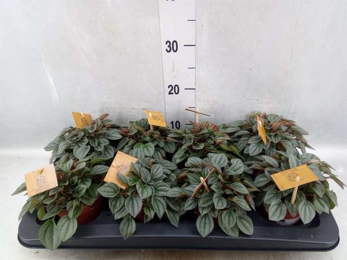 <h4>Peperomia  'Napoli Nights'</h4>