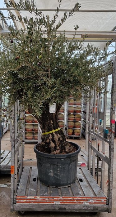 <h4>OLEA EUROPAEA</h4>