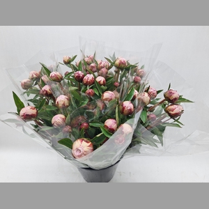 Mono Pioen Sara Bernhard x 5