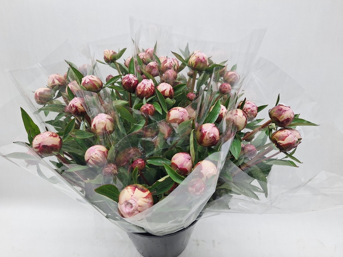 <h4>Mono Pioen Sara Bernhard x 5</h4>