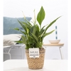 Spathiphyllum in P&PURE Basket 6