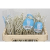 Amaranthus Yearming Desert