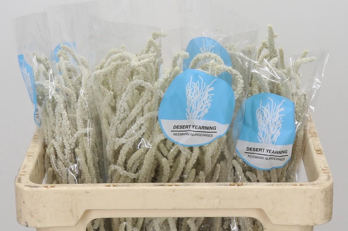 <h4>Amaranthus Yearming Desert</h4>