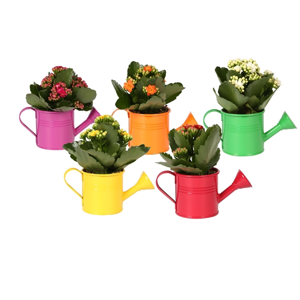 KP-508.1 - Kalanchoe Rosalina in gieter