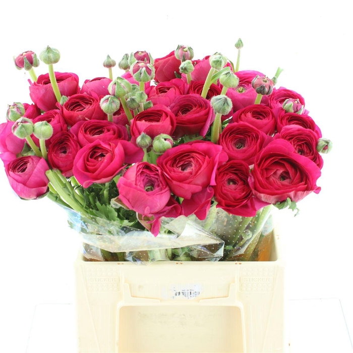 <h4>Ran Su Sr Laser Hot Pink Super</h4>