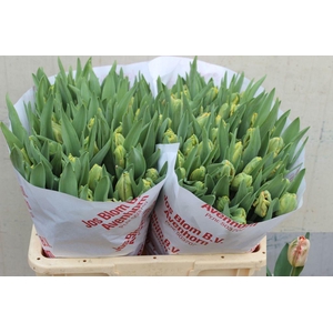 Tulipa pa apricot parrot