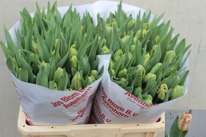 <h4>Tulipa pa apricot parrot</h4>