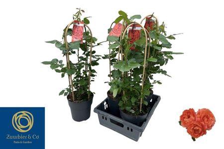 <h4>Rosa Fl Trop Select</h4>