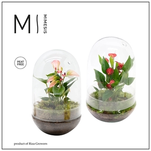 Mimesis Anthurium KARMA Mix - Terrarium Nature