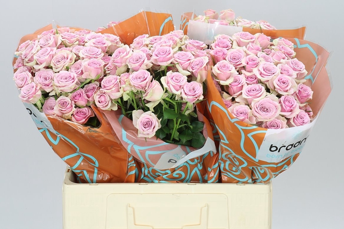 <h4>Rosa Tr Leila</h4>