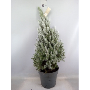 Picea glauca 'December'