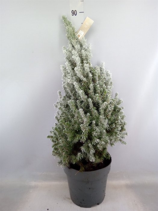 <h4>Picea glauca 'December'</h4>