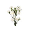 CRAVO SPRAY WHITE NATILA 050 CM