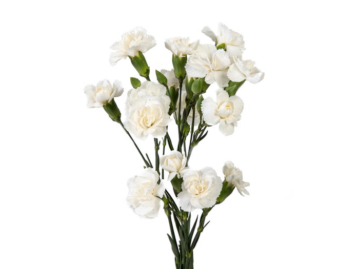 CRAVO SPRAY WHITE NATILA 050 CM