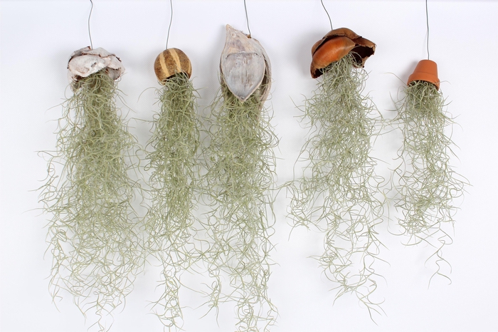 <h4>Tillandsia Usneoides Gemengd</h4>