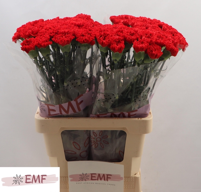 <h4>DI ST CORTES</h4>