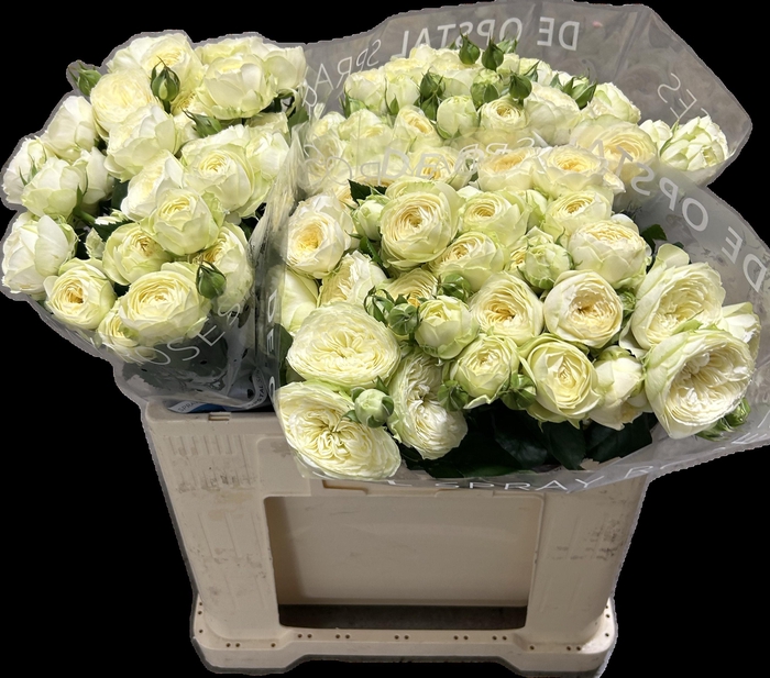 <h4>R tr Ayala!</h4>