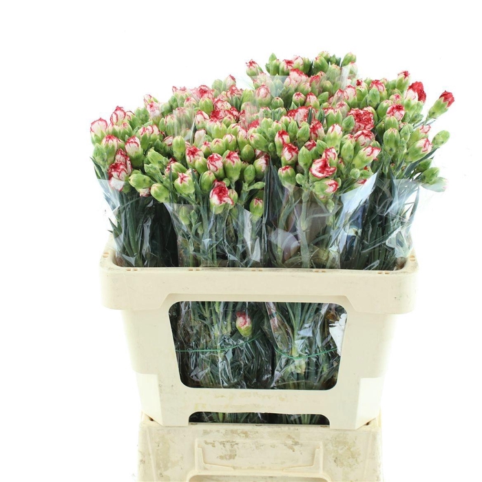 <h4>DI TR MINUETTO</h4>