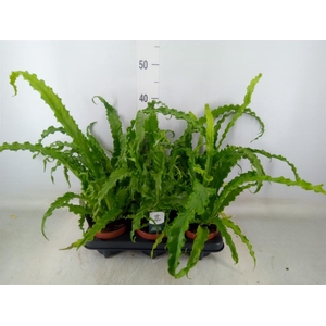 Asplenium antiquum 'Osaka'