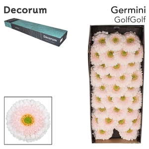 Germini Pomponi Golfgolf Doos