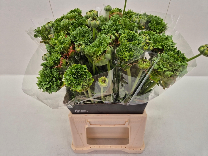 <h4>Ran Crown Bastille</h4>