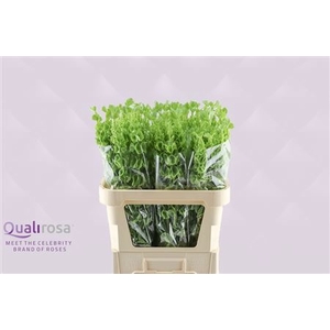 MOLUCCELLA STUK