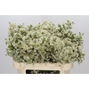 Chamelaucium Ivory Pearl