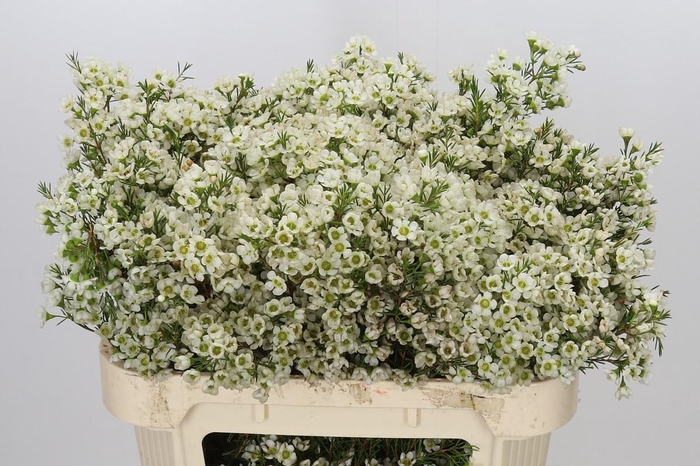 <h4>Chamelaucium Ivory Pearl</h4>