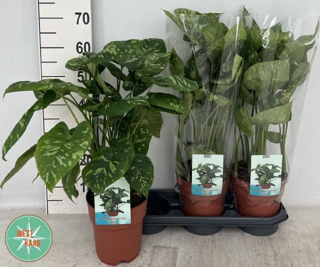 <h4>HOMAL CAMOUFLAGE</h4>