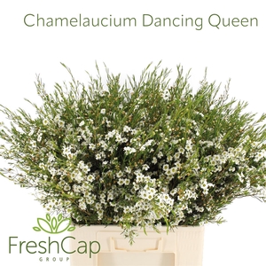 Chamelaucium Dancing Queen White