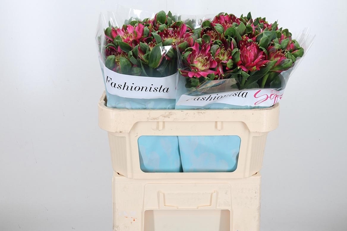 <h4>Alstroemeria Fashionista Sofiena 70</h4>