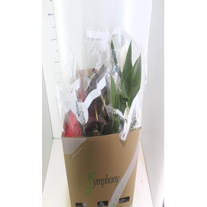 ANTHURIUM VARIADO P17