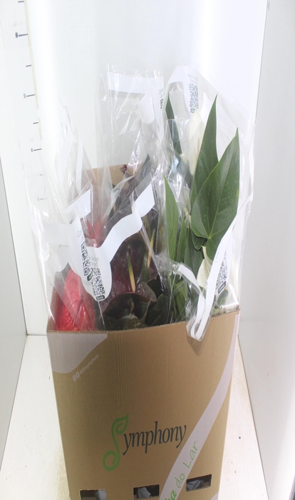 ANTHURIUM VARIADO P17