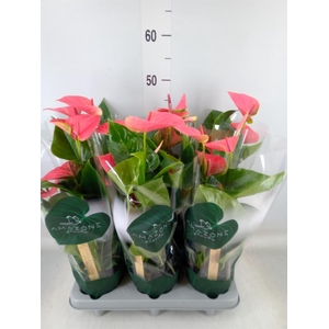 Anthurium andr. 'Sweet Dream'