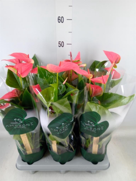 <h4>Anthurium andr. 'Sweet Dream'</h4>
