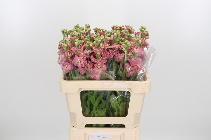 <h4>Matth St Antiqu Rose</h4>