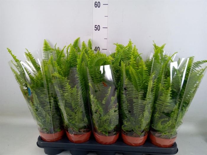 <h4>Nephrolepis exal. 'Green Lady'</h4>