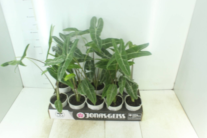 <h4>ALOCASIA LONGILOBA P12</h4>